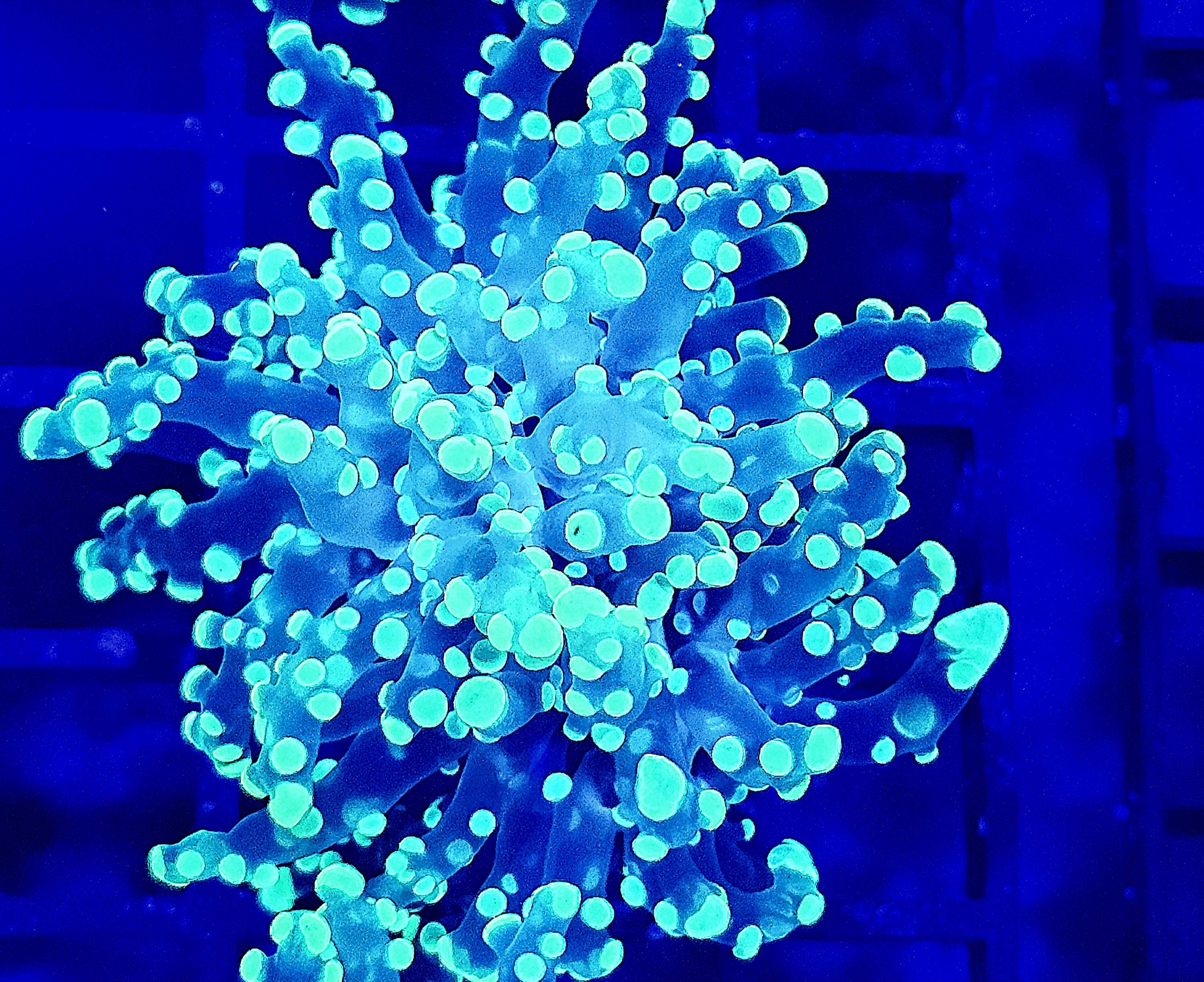 Euphyllia yaeyamaensis Grün