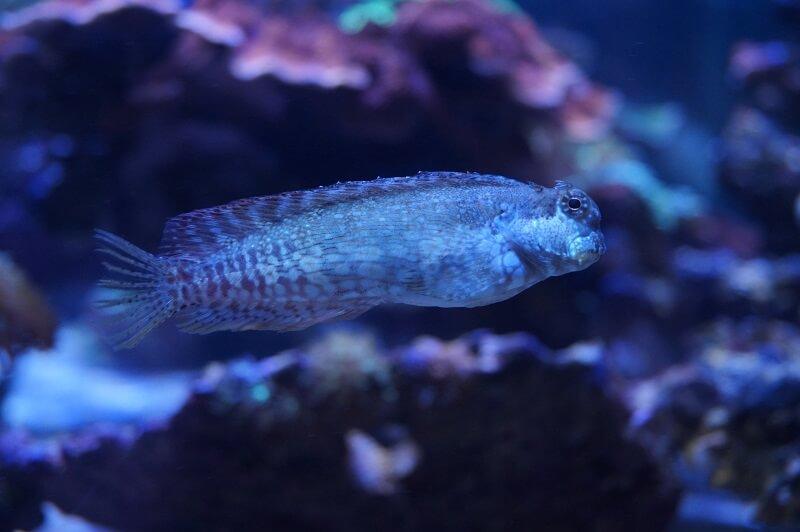Algenblenny (Juwelen Felshüpfer) - Salarias fasciatus