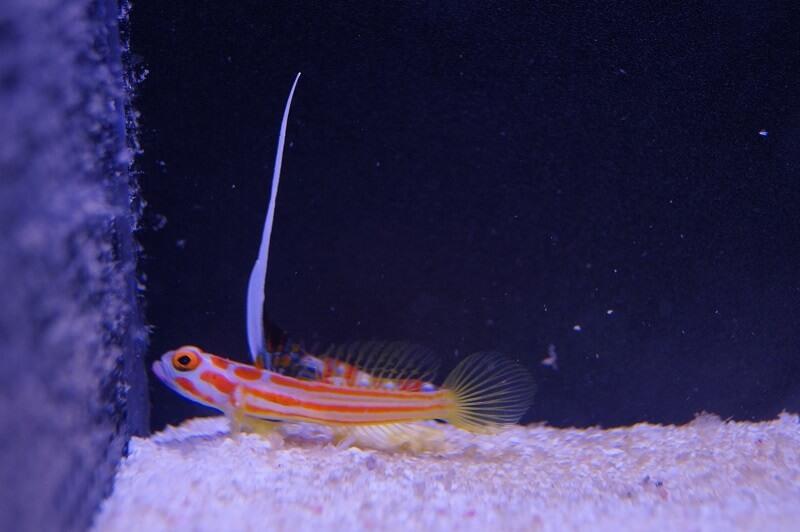 Yasha Grundel - Stonogobiops yasha + Knallkrebs Alpheus randalli - Symbiose: Grundel mit Knallkrebs