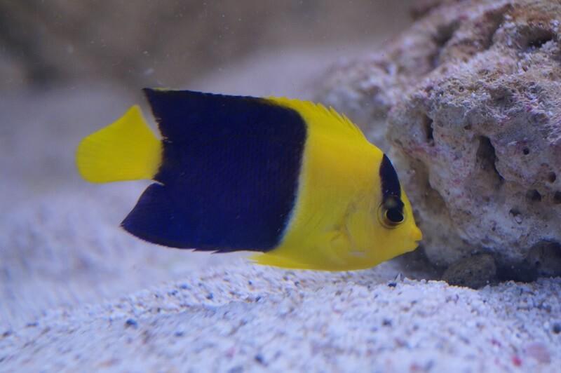 Blaugelber Zwergkaiserfisch & Nachzuchten - Centropyge bicolor - Auswahl: Keine Nachzucht