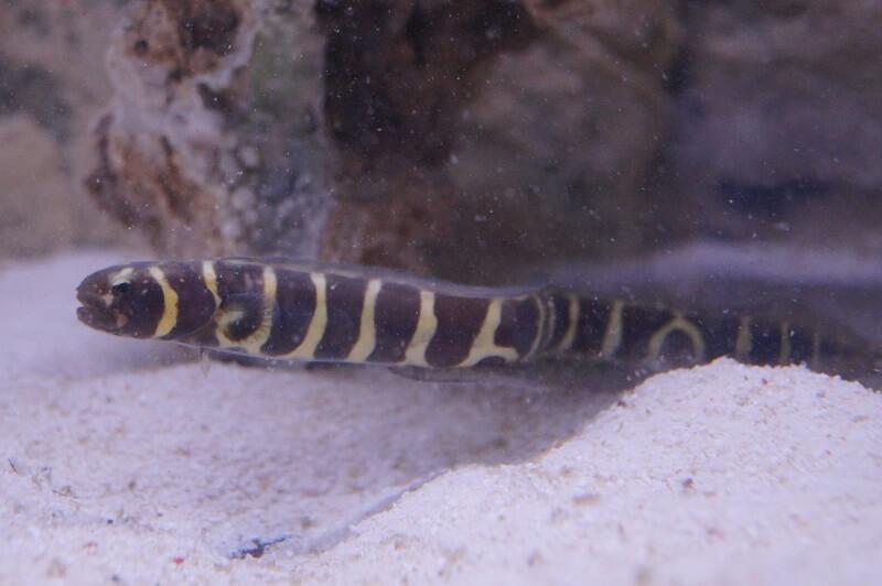 Weissstreifen Aalgrundel - Pholidichthys leucotaenia