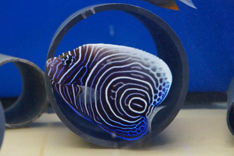 Imperator Kaiserfisch - Pomacanthus imperator