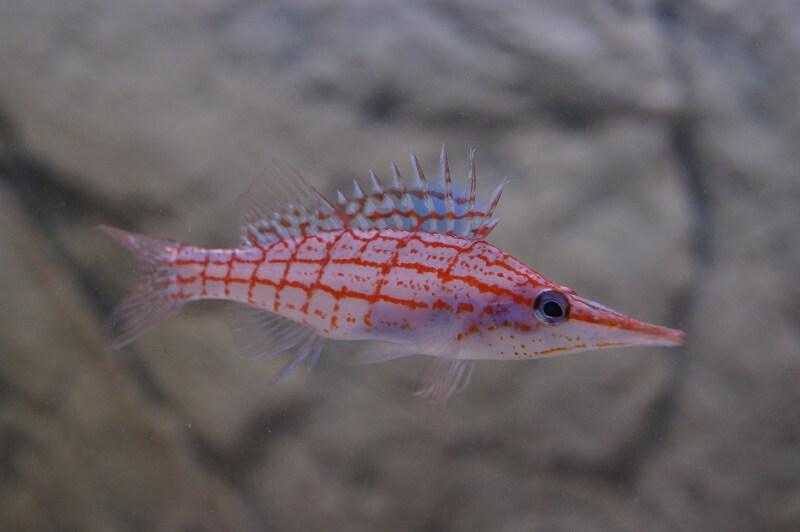 Langschnäuziger Korallenwächter - Oxycirrhites typus