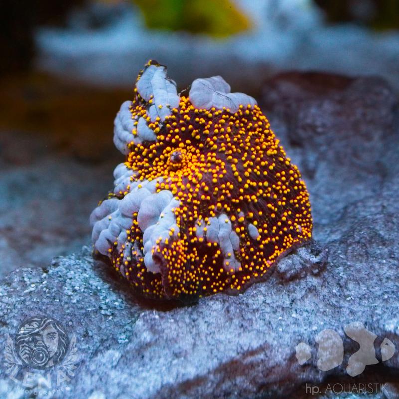 Scheibenanemone Discosoma Interstellar Bounce