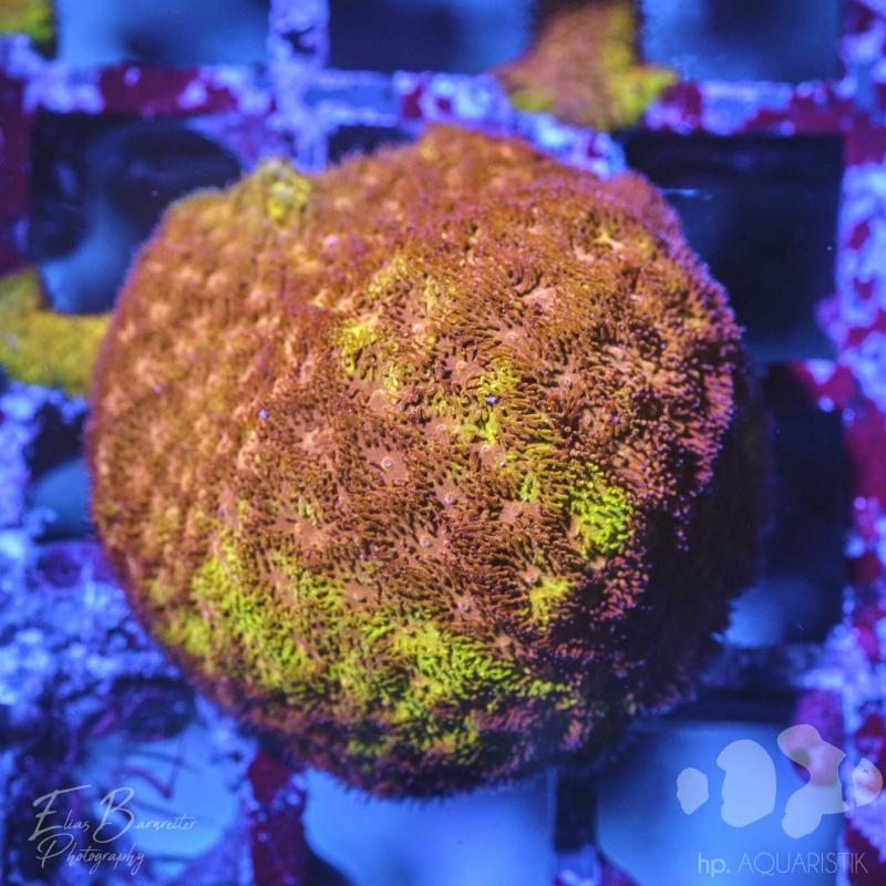 Psammocora Gold Nugget