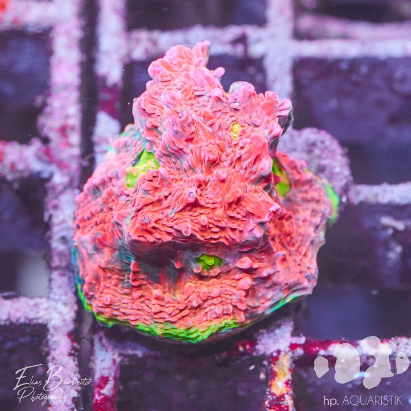 Chalice Watermelon 2