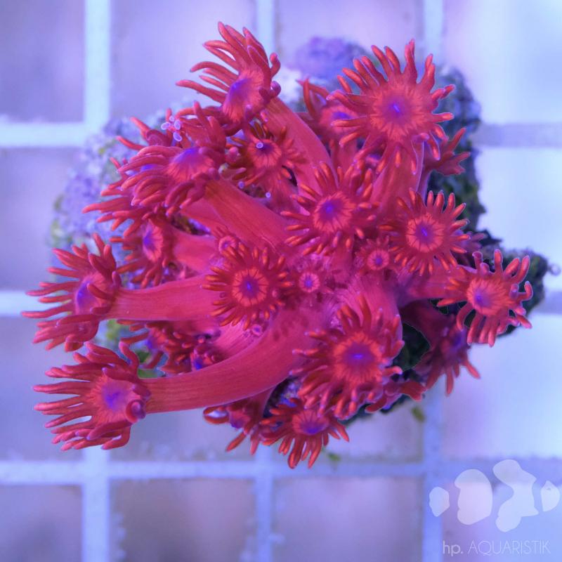 Goniopora Metallic Red