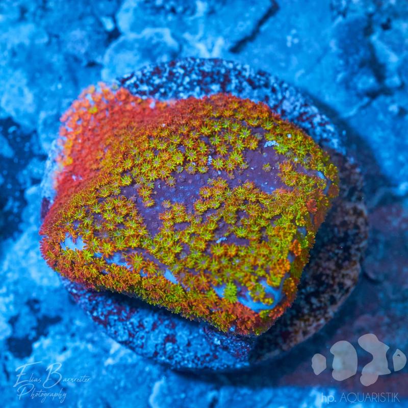 Montipora Rainbow
