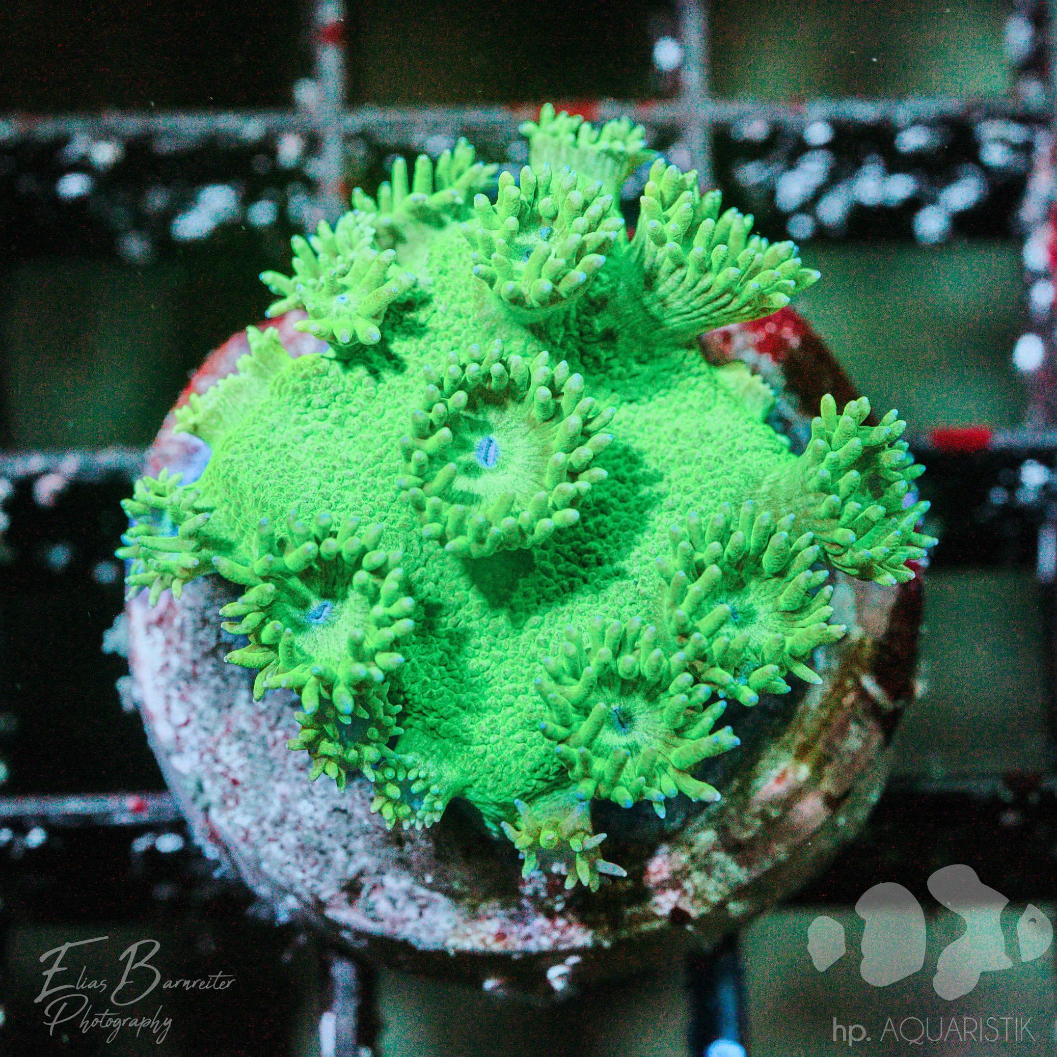 Goniopora Grün