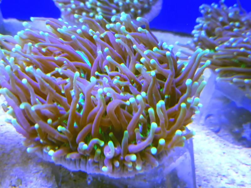 Pilzkoralle - Heliofungia