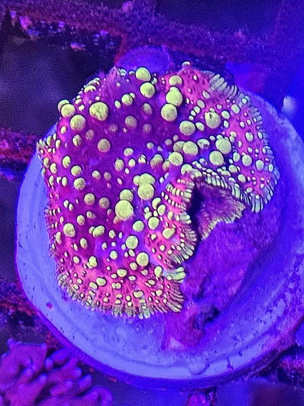 Bouncing Acid Rain Mashroom