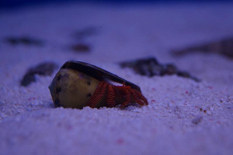 Ringelsocken-Einsiedlerkrebs - Ciliopagurus strigatus