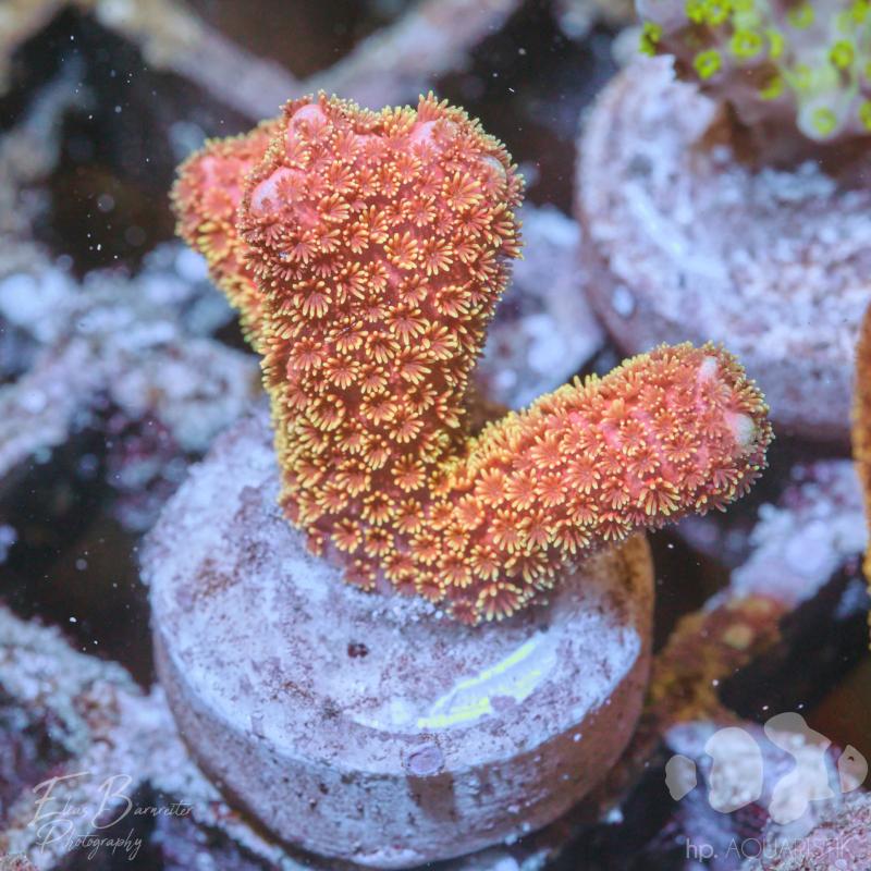 Montipora Goldmoney