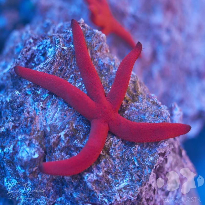 Seestern Rot - gut haltbar