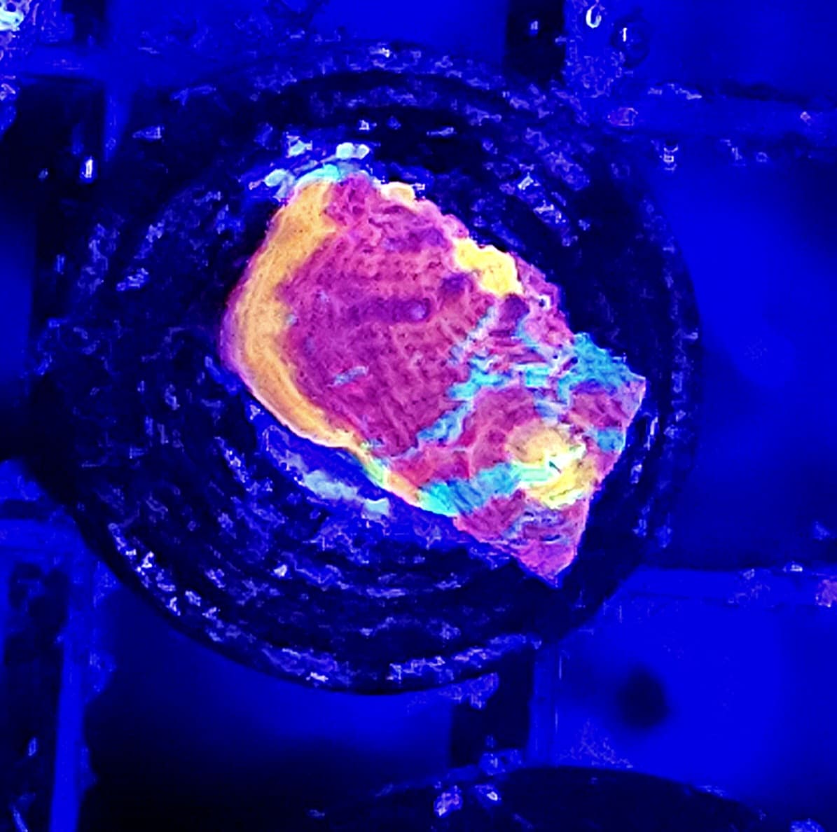 Chalice Flaming Bugatti Ultra 3