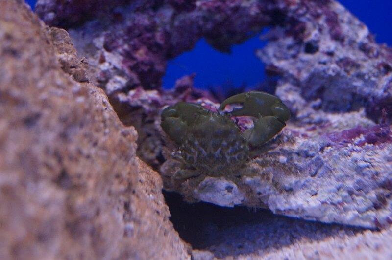 Grüne Spinnenkrabbe - Mithraculus sculptus