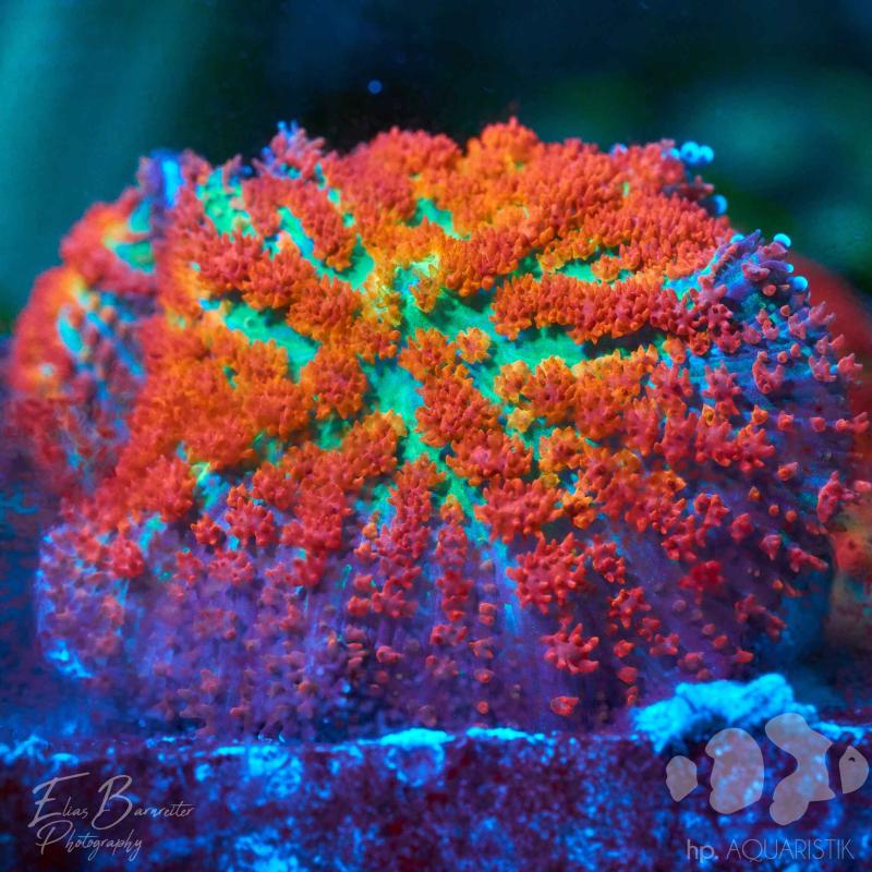 Scheibenanemone Tomato Basilica