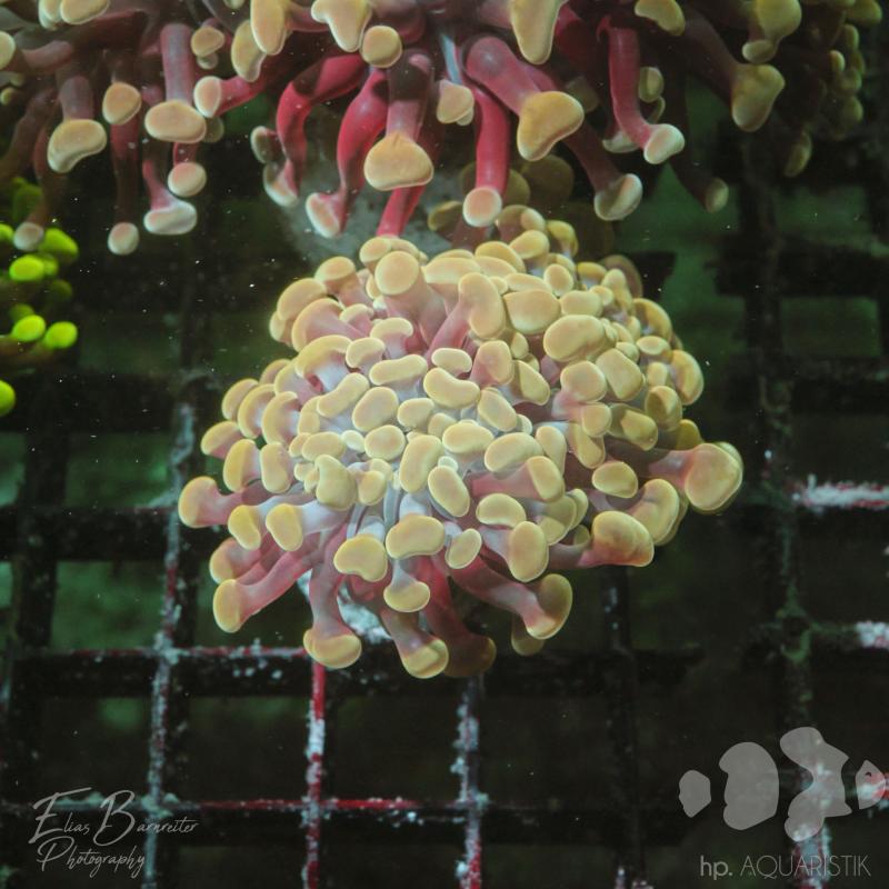 Euphyllia Golden Drop