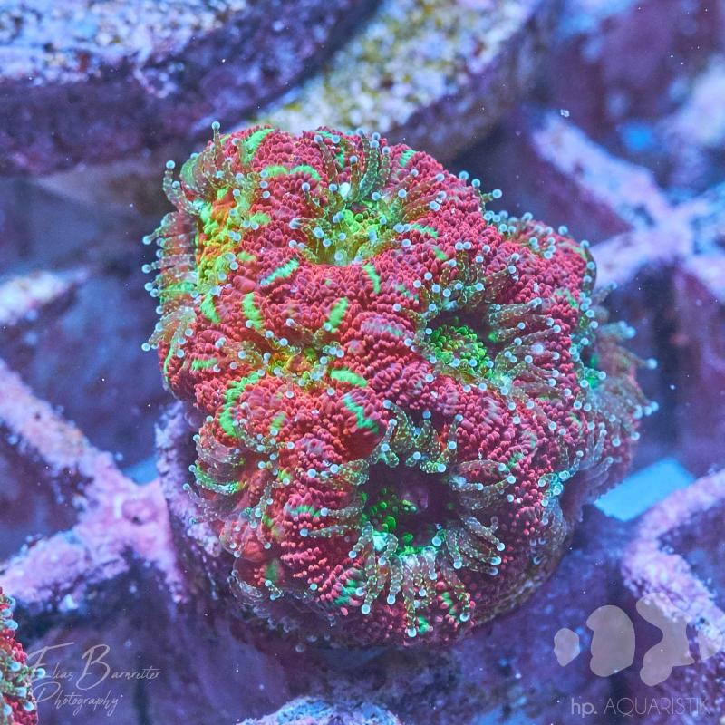 Micromussa Super Rare