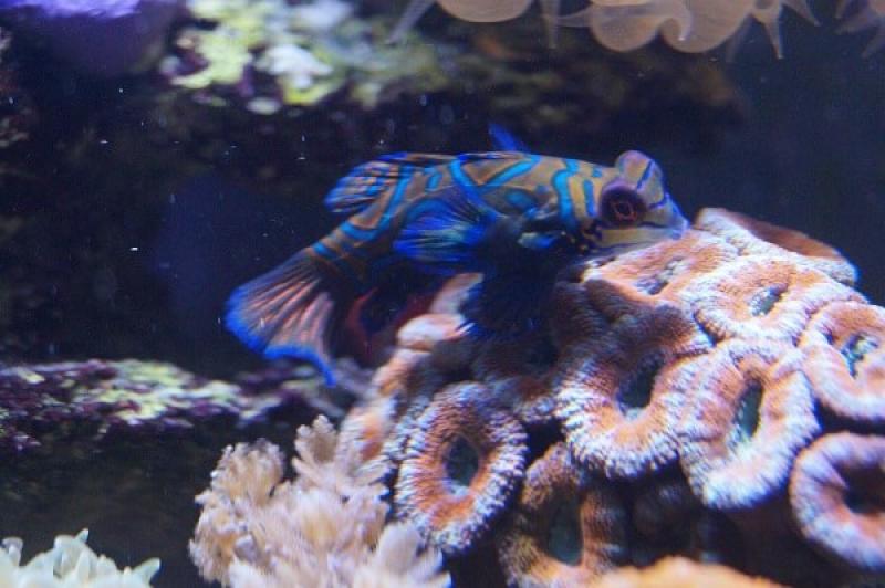 Mandarin-Leierfisch & Nachzuchten - Synchiropus splendidus - Auswahl: Keine Nachzucht