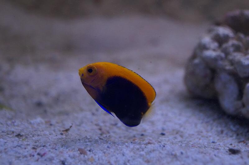 Orangerücken-Zwergkaiserfisch & Nachzuchten - Centropyge acanthops - Auswahl: Keine Nachzucht