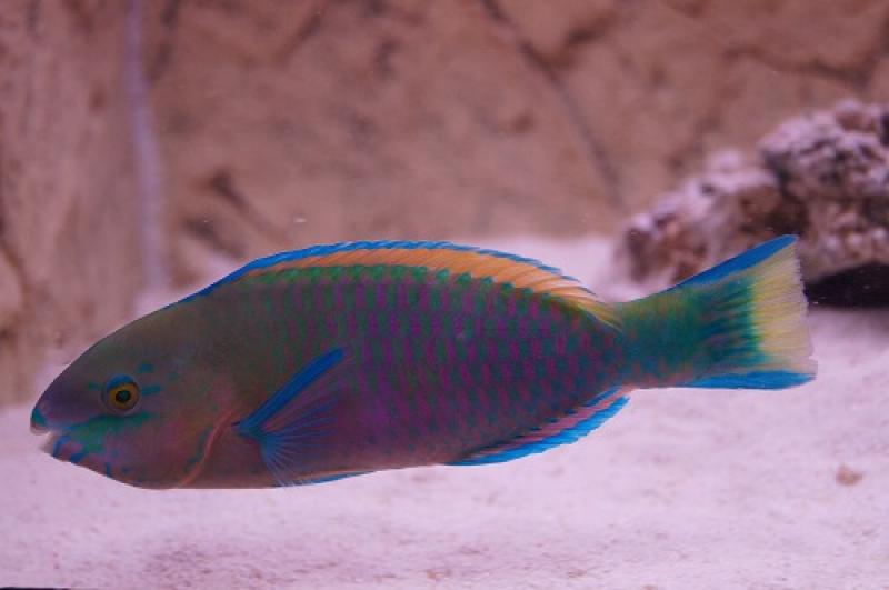 Zwerg Papageifisch - Scarus quoyi