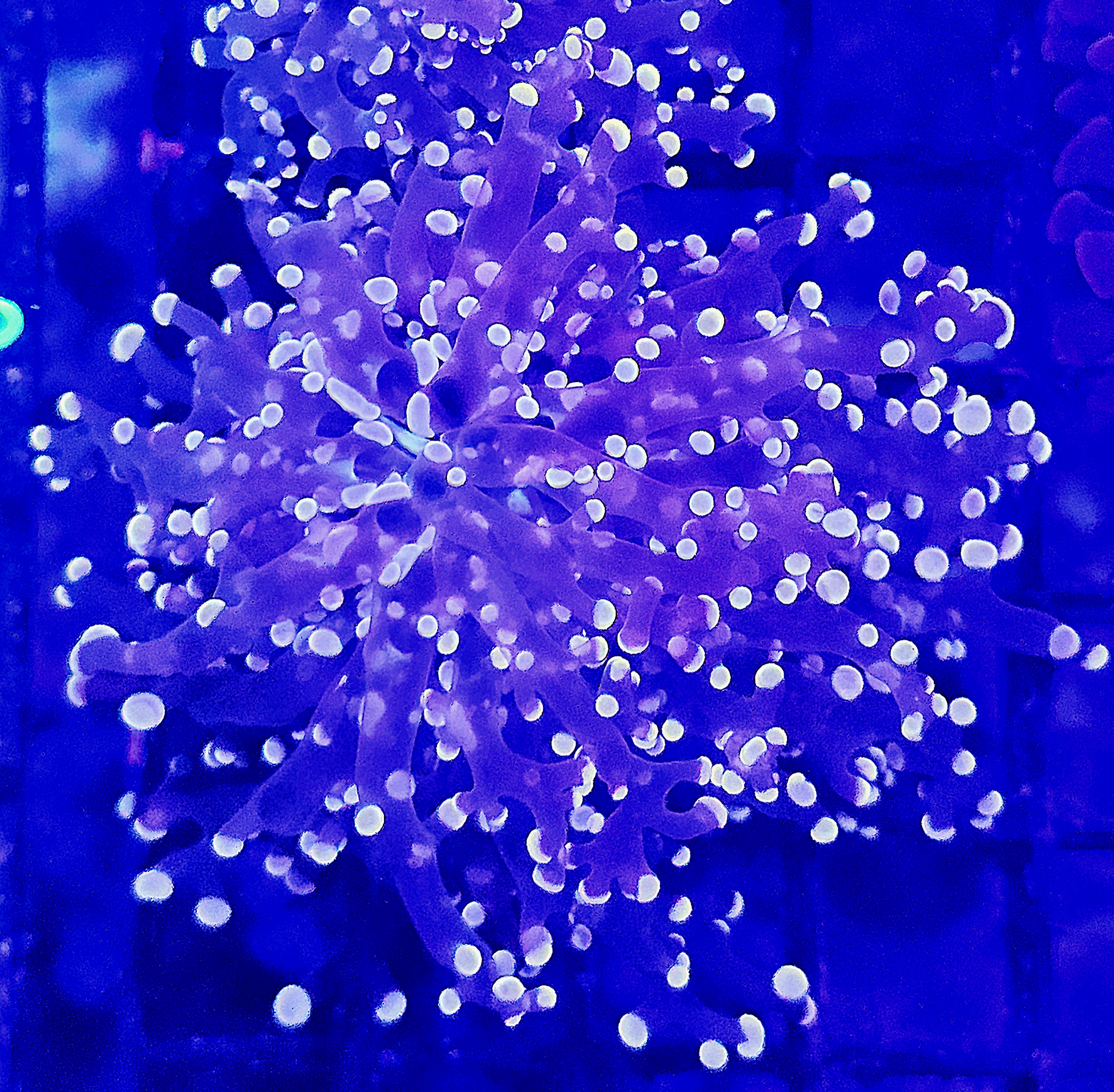 Euphyllia yaeyamaensis Gold