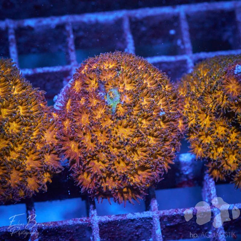 Leptastrea John Deere