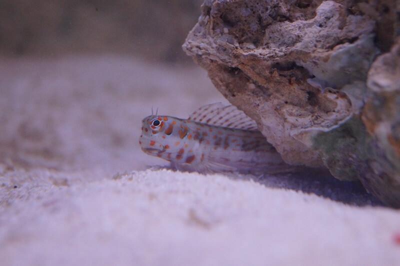 Rotpunkt-Schleimfisch - Blenniella chrysospilos