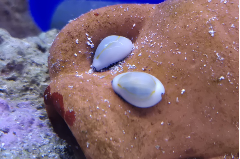 Goldring Kaurischnecke - Monetaria annulus