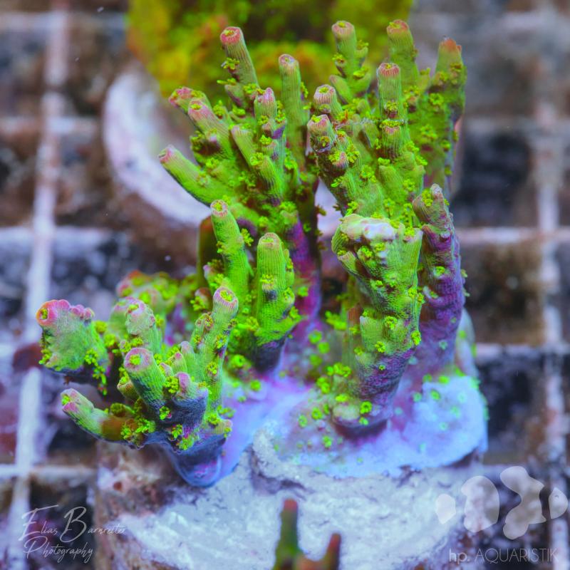 Acropora Citrus