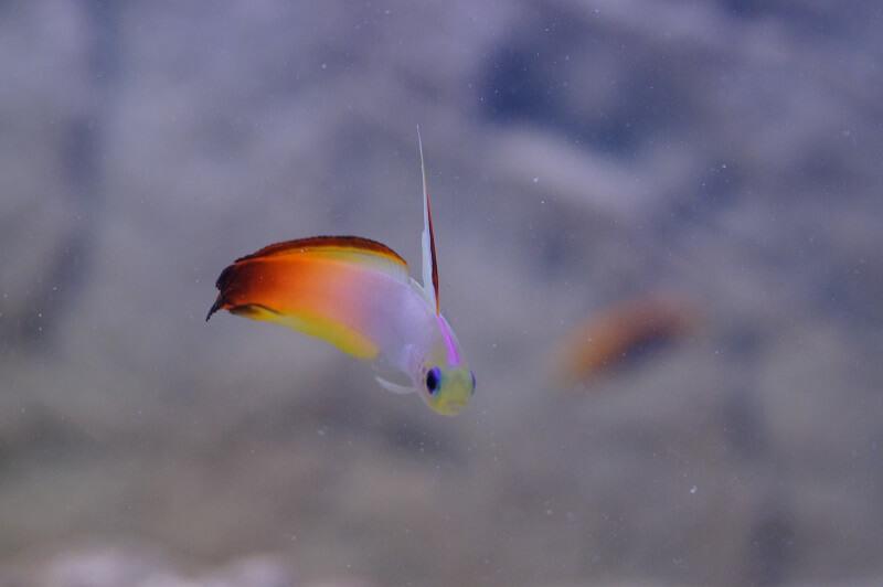 Feuerschwertgrundel - Nemateleotris magnifica