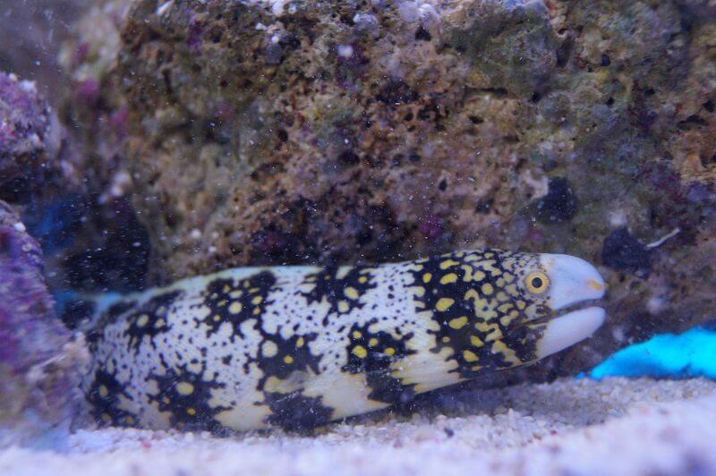 Sternfleckenmuräne - Echidna nebulosa