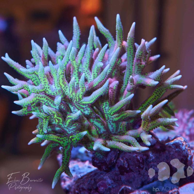 Seriatopora Hysterix Bicolor