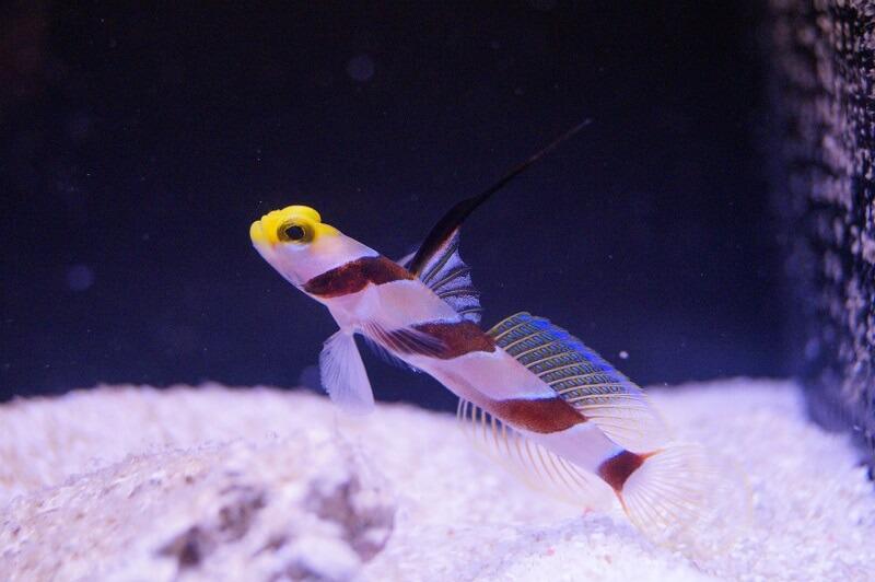 Lanzen Symbiosegrundel - Stonogobiops nematodes + Knallkrebs Alpheus randalli - Symbiose: Grundel mit Knallkrebs