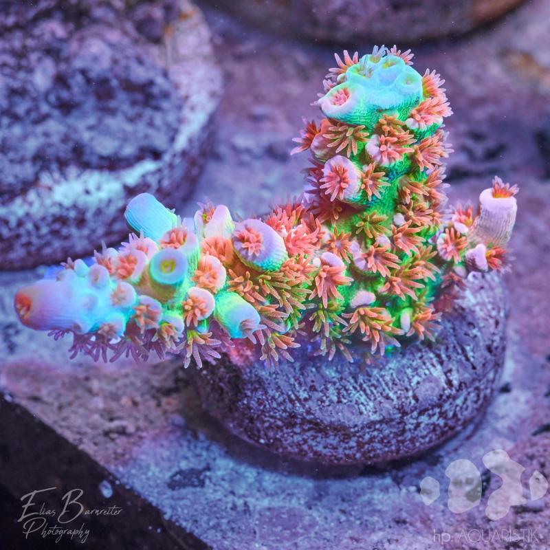 Original Acropora Cherry Bomb