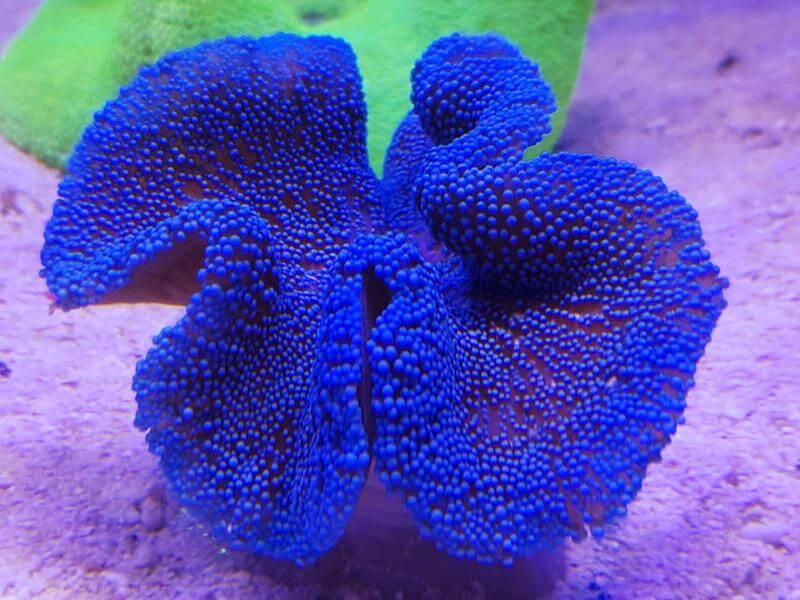 Teppichanemone - Stichodactyla Haddoni blau