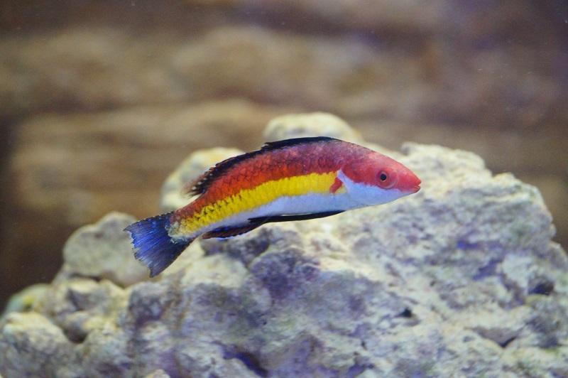 Zwerglippfisch - Cirrhilabrus naokoae