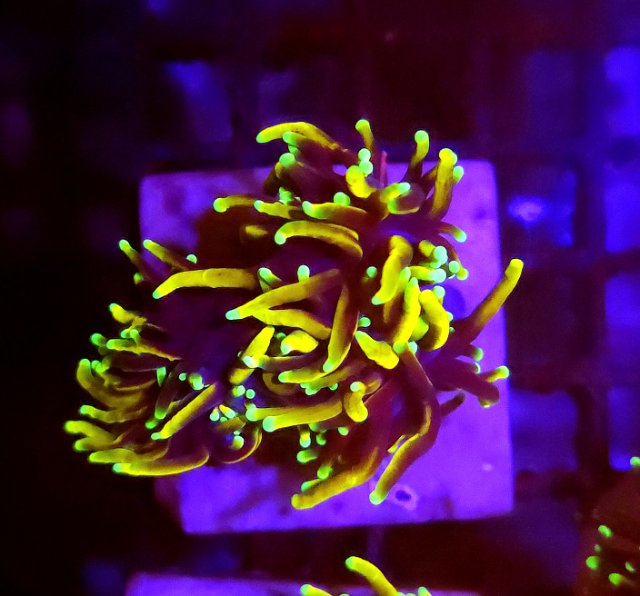 Euphyllia Golden Ticket