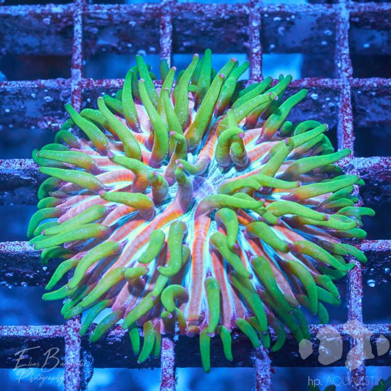 Fungia Ultra Green Purple Tips