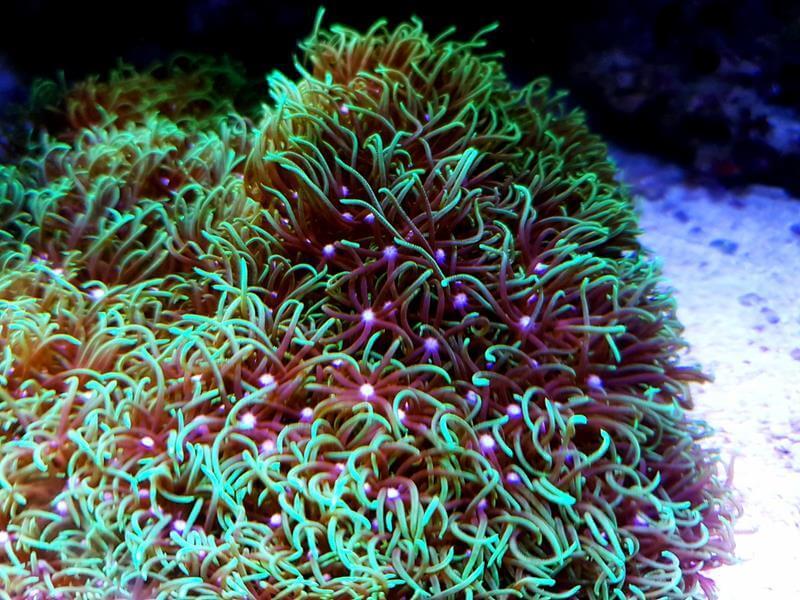 Hornkoralle - Briareum Asbestinum