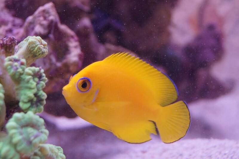 Zitronen-Zwergkaiserfisch & Nachzuchten - Centropyge flavissima - Auswahl: Keine Nachzucht