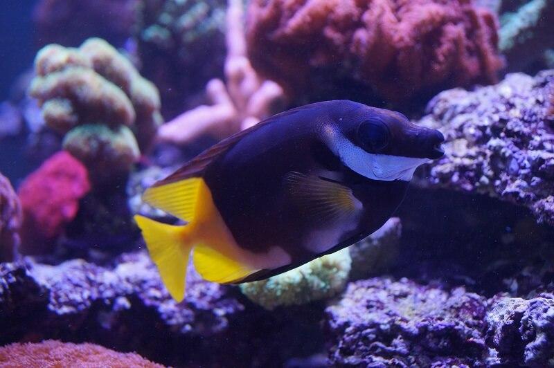 Zweifarben Fuchsgesicht - Siganus uspi