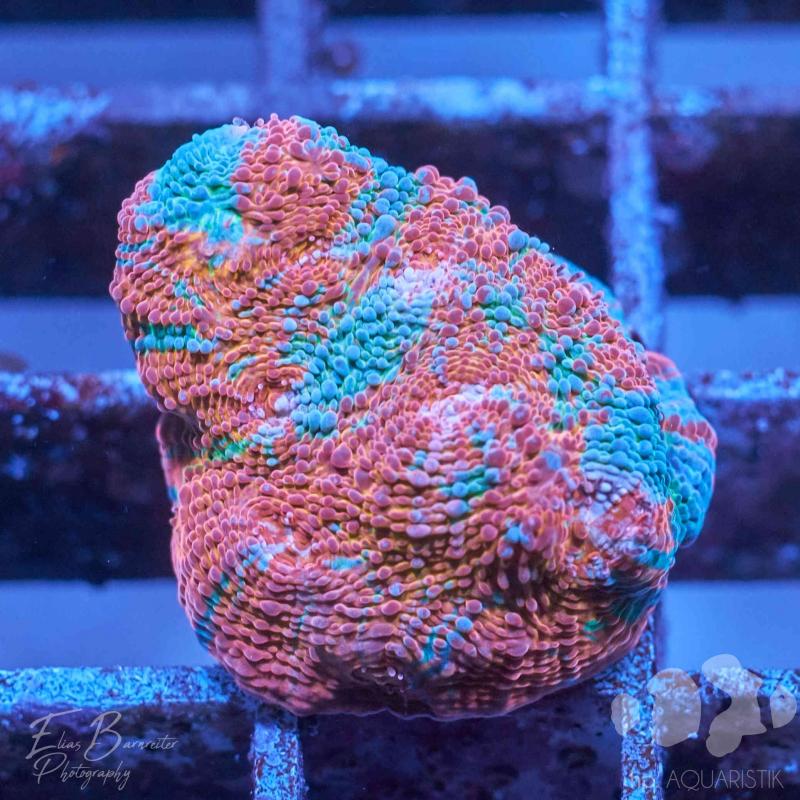 Chalice Red Fireblade