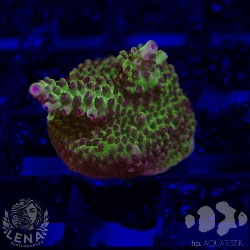 Acropora White Orchid