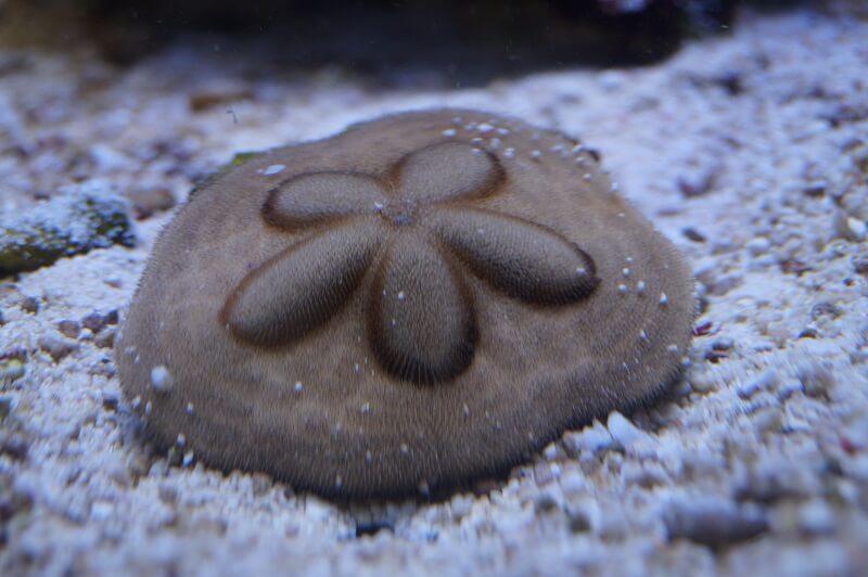 Sanddollar - Clypeaster humilis