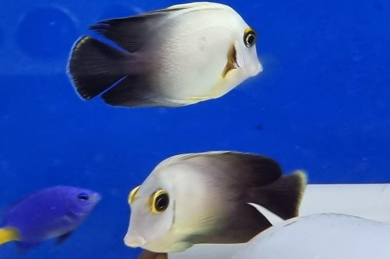 Acanthurus chronixis