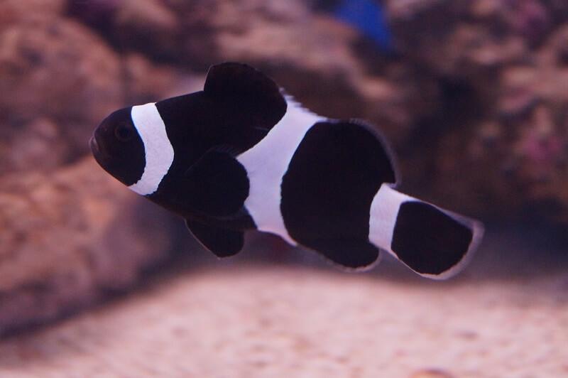 Anemonenfisch schwarz Nachzucht - Amphiprion ocellaris black