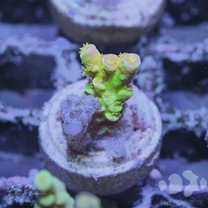 Acropora Walt Disney