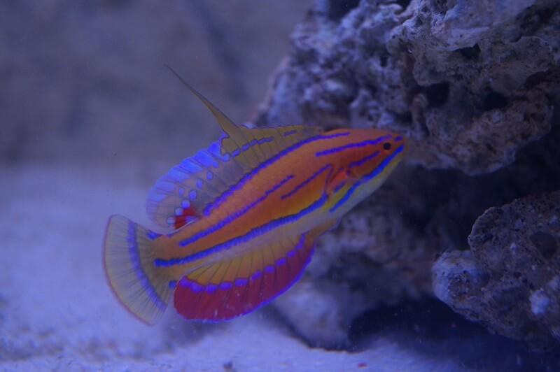 McCoskers Zwerglippfisch - Paracheilinus Mccoskeri - Geschlecht: Weibchen